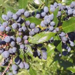 Магония падуболистная. Сажнцы и семена с доставкой по России