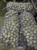 Семенной картофель напрямую с хранилища ТПК в Омске