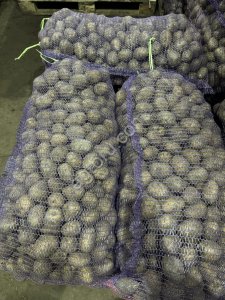 Семенной картофель напрямую с хранилища ТПК в Омске