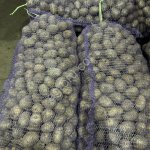 Семенной картофель напрямую с хранилища ТПК в Омске