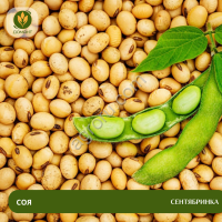 Семена сои Сентябринка (Рс1)