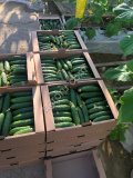 Тепличный Огурец ТСХ (Атлет, Эстафета, Пчелка)