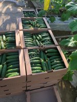 Тепличный Огурец ТСХ (Атлет, Эстафета, Пчелка)