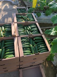 Тепличный Огурец ТСХ (Атлет, Эстафета, Пчелка)