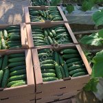 Тепличный Огурец ТСХ (Атлет, Эстафета, Пчелка)