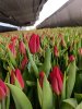 Тюльпаны