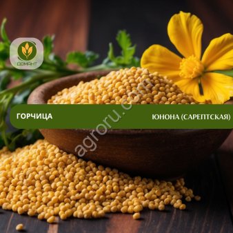 Семена горчицы Юнона (сарептская)