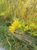пижма обыкновенная