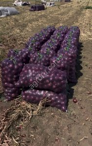 Лук красный