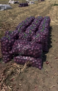 Лук красный