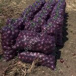 Лук красный