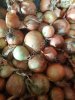 Лук репчатый, урожай 2026 (напрямую от производителя в Самарской области)