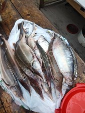 Живая и замороженная рыба
