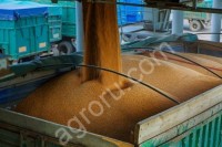 Пшеница 5 класса на экспорт