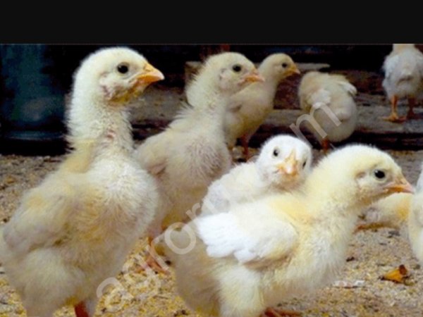 Цыплята бройлера Росс-308