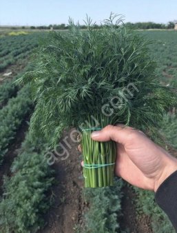 Укроп, петрушка