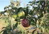 Плодовые деревья.
