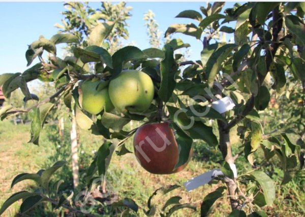 Плодовые деревья.