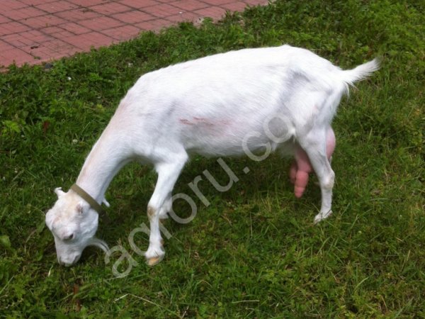 Зааненские козы и козлята