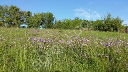 Дом с участком