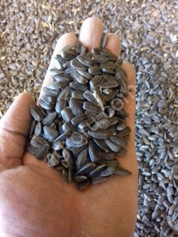 Подсолнечник