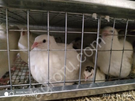 Техасский перепел (белый гигант)