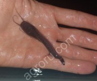 Африканский клариевый сом малек (Clarias gariepinus)