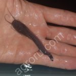 Африканский клариевый сом малек (Clarias gariepinus)