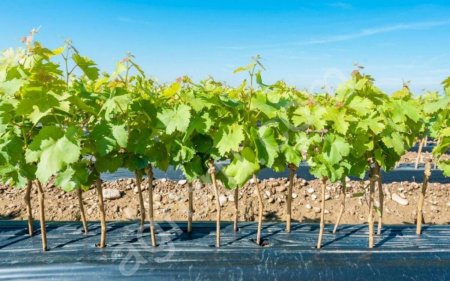 Саженцы Винограда