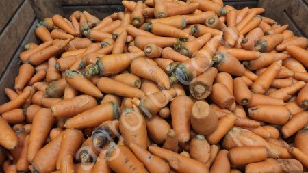 морковь ЛОМ МЫТЫЙ