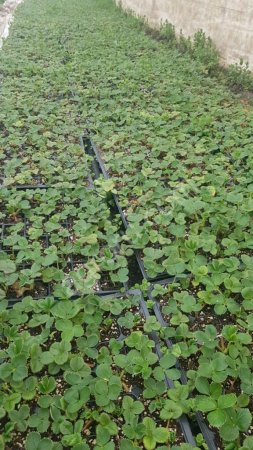 Рассада клубники