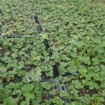 Рассада клубники