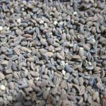 Семена фацелии медоноса