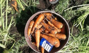 Морковь оптом от производителя