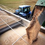 пшеница 3 класс