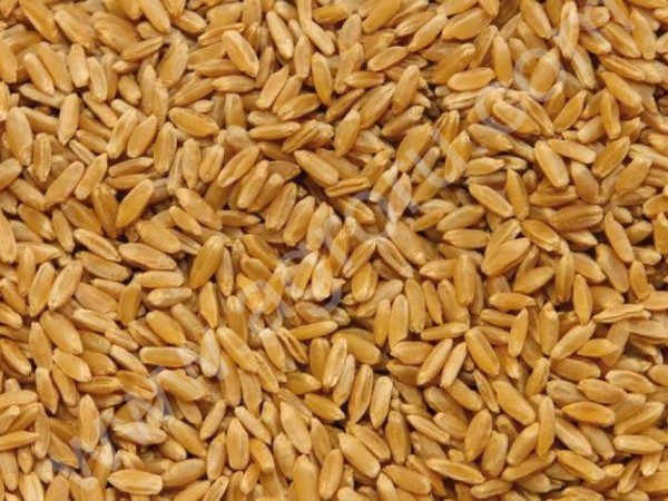 яровую пшеницу