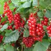 Саженцы красной смородины, оптом