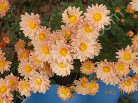 саженцы хризантем