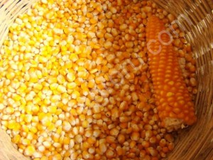 Кукурузу