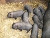 Вьетнамские поросята