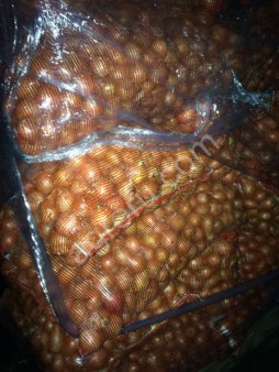 Лук репчатый на перо