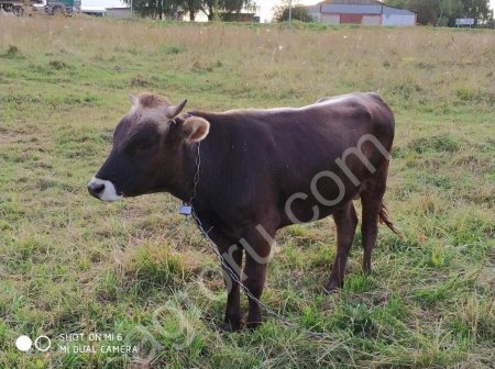 бычок для племенного разведения