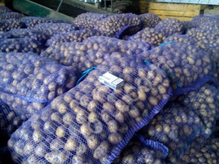 Семенной картофель Гала 1 реп., сорта: Зорочка, Лилея 2 реп.