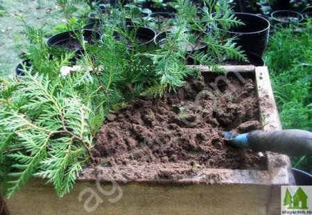 Семена туи западной