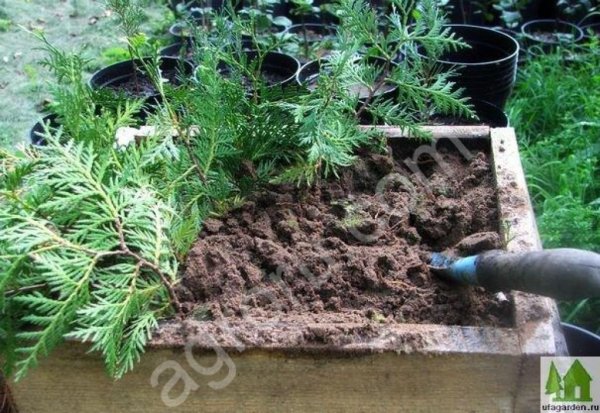 Семена туи западной