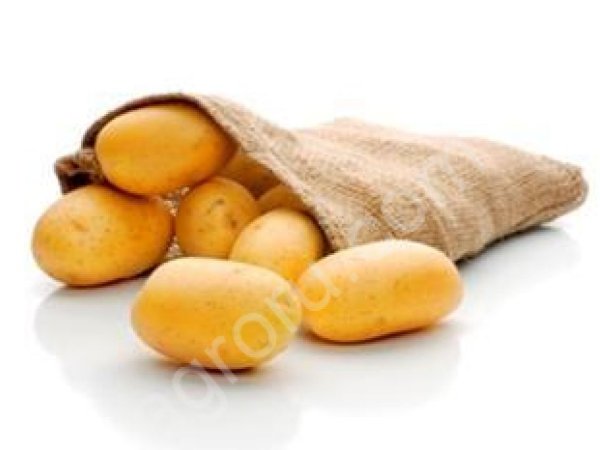 Картофель семенной