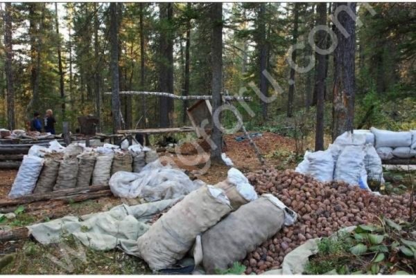 Кедровый орех