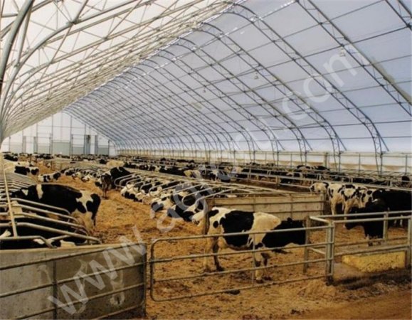 Строительство коровников и свинокомплексов под ключ