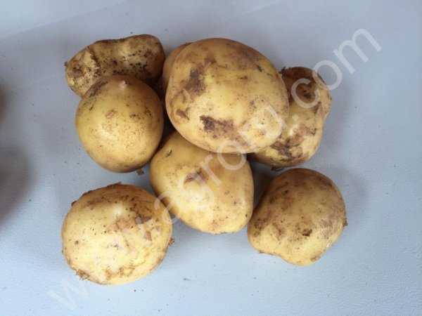 Томат, огурец, перец