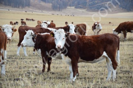 Казахская белоголовая порода КРС